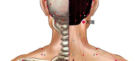 天竅穴位置|天髎穴的准确位置图和作用